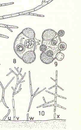 Fungo microscopico?